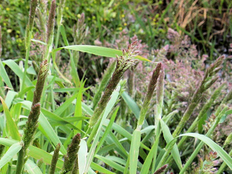 Polypogon fugax