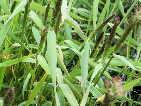 Polypogon fugax