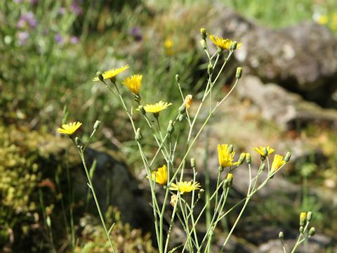 Hieracium lachenalii