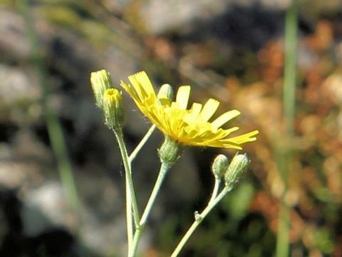 Hieracium lachenalii