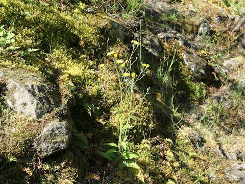 Hieracium lachenalii