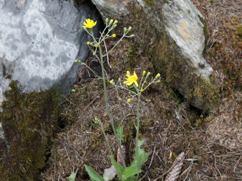 Hieracium lachenalii