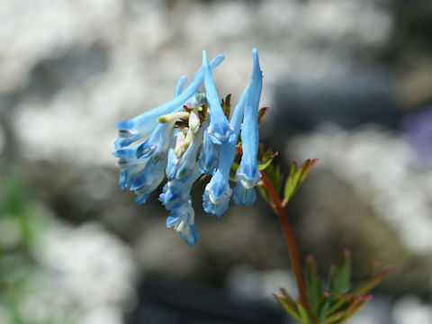 Corydalis flexuosa