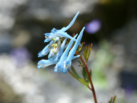 Corydalis flexuosa