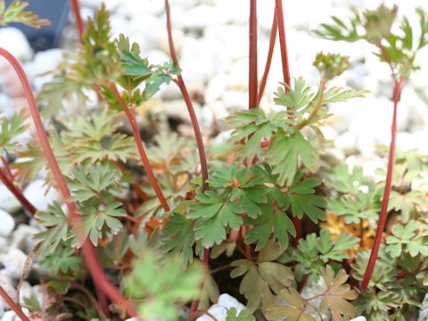 Corydalis flexuosa