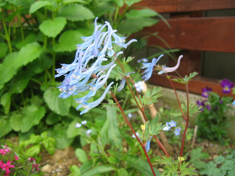 Corydalis flexuosa