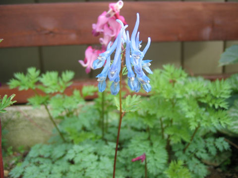 Corydalis flexuosa