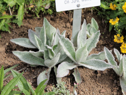 Hieracium tomentosum