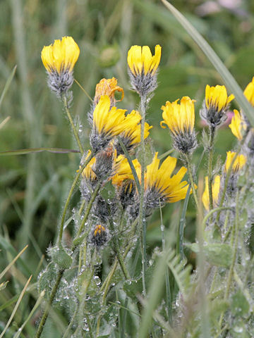 Hieracium villosum