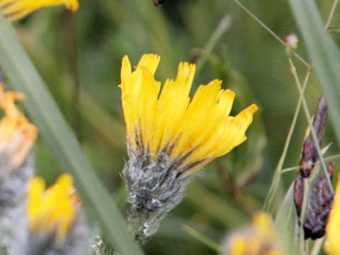 Hieracium villosum