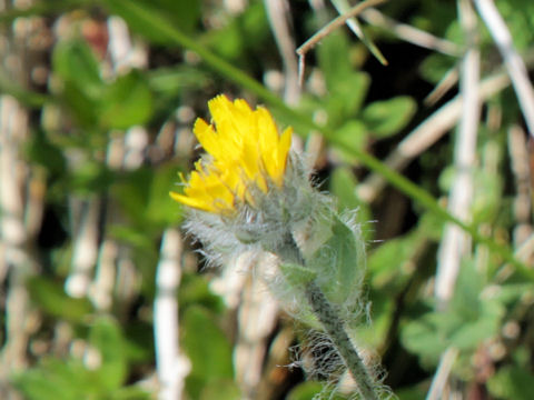 Hieracium villosum