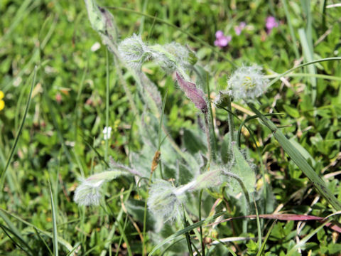 Hieracium villosum