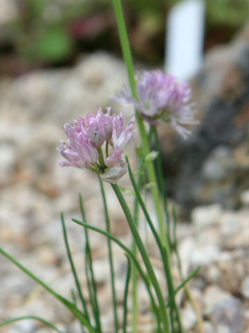 Allium schoenoprasum var. yezomonticola