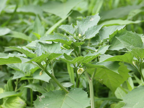 Physalis angulata