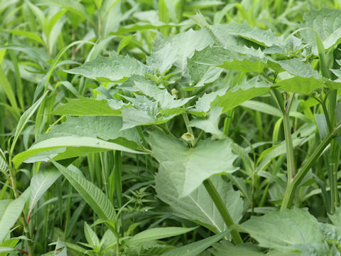 Physalis angulata