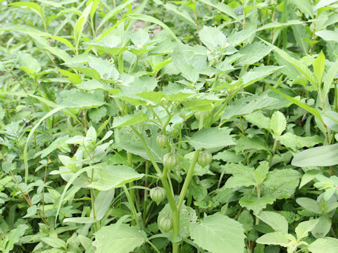 Physalis angulata