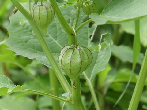 Physalis angulata