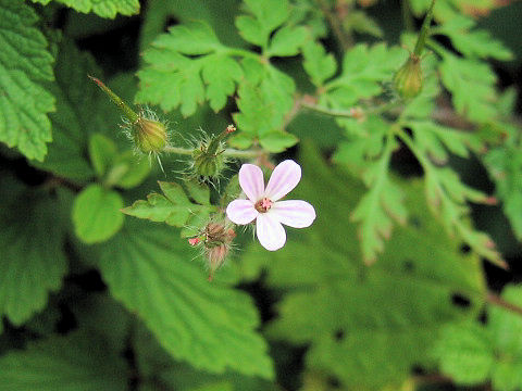 Geranium robertianum