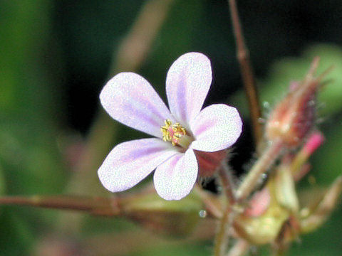 Geranium robertianum