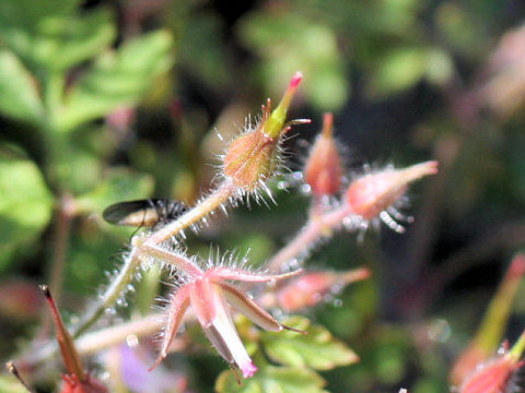 Geranium robertianum