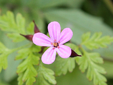 Geranium robertianum