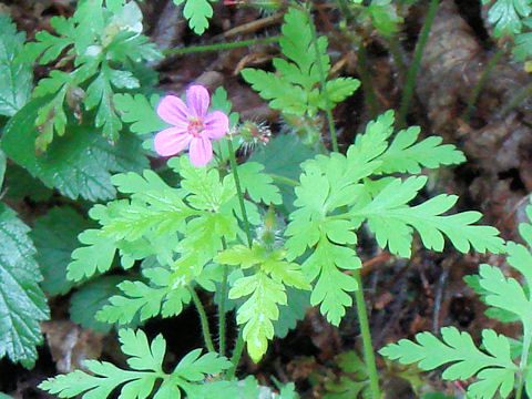 Geranium robertianum