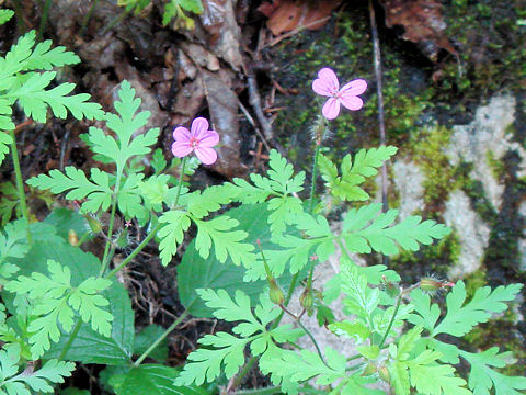 Geranium robertianum