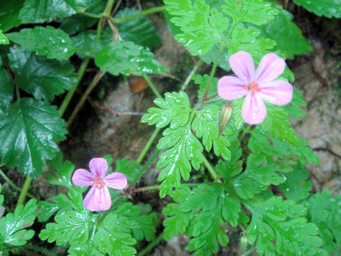 Geranium robertianum