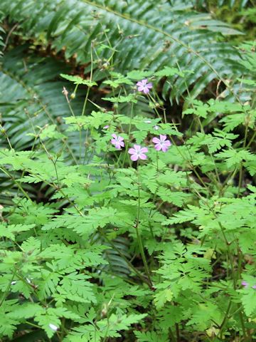 Geranium robertianum