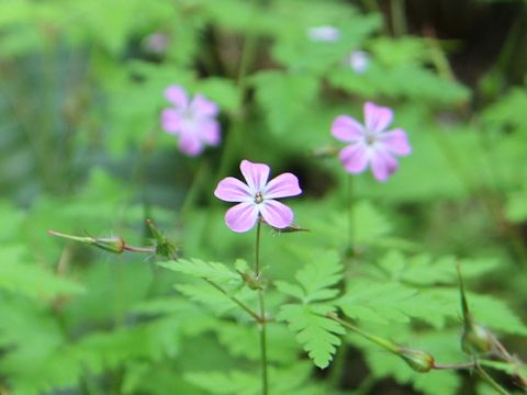 Geranium robertianum