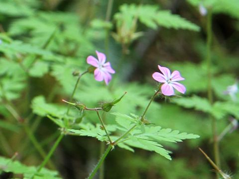 Geranium robertianum