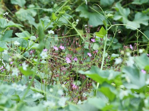 Geranium robertianum