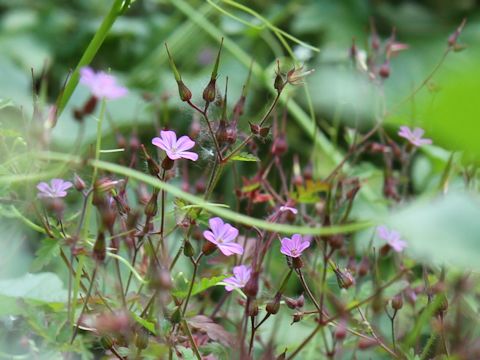 Geranium robertianum