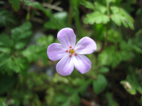 Geranium robertianum