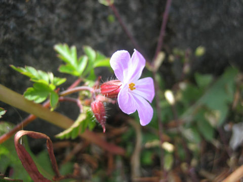 Geranium robertianum