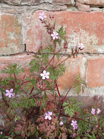 Geranium robertianum