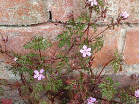 Geranium robertianum