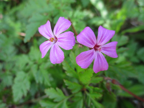 Geranium robertianum