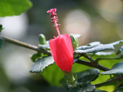 Malvaviscus arboreus