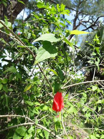 Malvaviscus arboreus