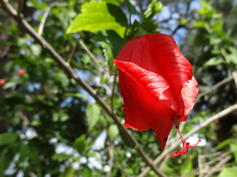 Malvaviscus arboreus