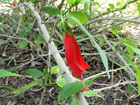 Malvaviscus arboreus