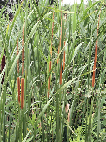 Typha angustifolia