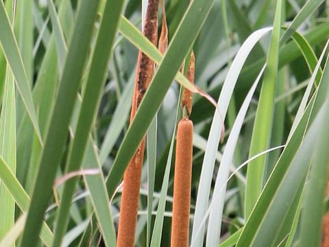 Typha angustifolia