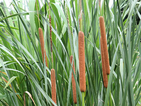 Typha angustifolia