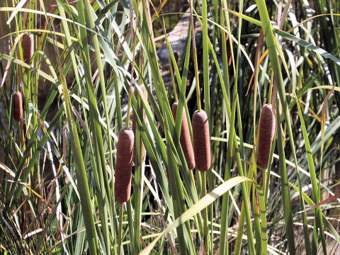 Typha angustifolia