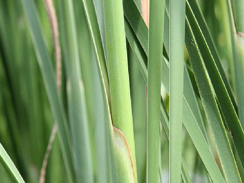 Typha angustifolia