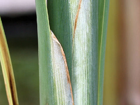 Typha angustifolia