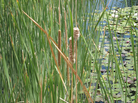 Typha angustifolia