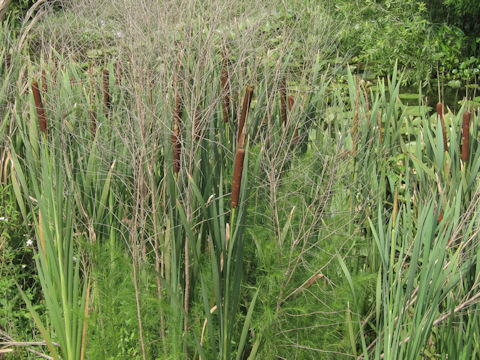 Typha angustifolia